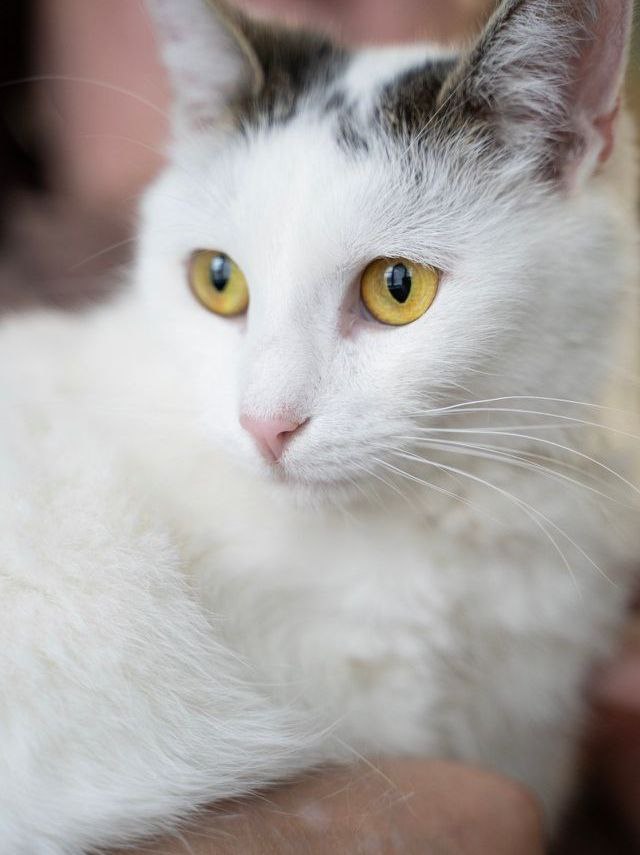 Кошечка Безе ищет дом