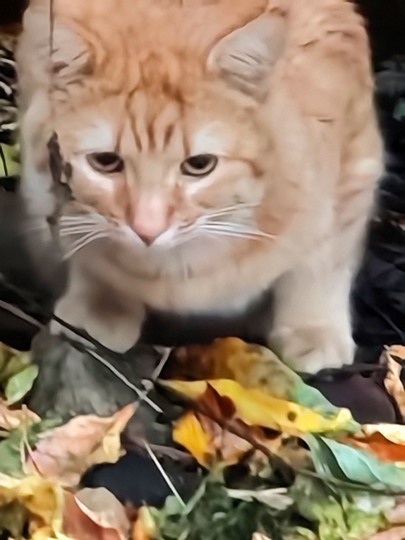 Рыжий кот ждет хозяев на улице
