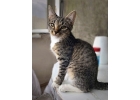 Котенок Тимоша, милейший ласковый мальчик в добрые руки