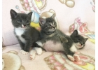 Маленькие, очень красивые котята в дар