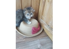 Новогодние шотландские котята