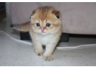 Котики